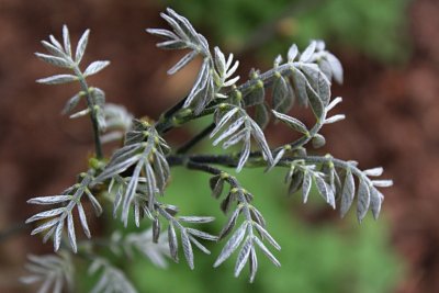 Maackia amurensis - mákie amurská - jarní listy